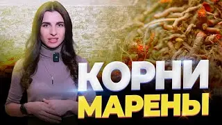ДАГЕСТАНЕЦ "ПРИРУЧИВШИЙ МАРЕНУ"