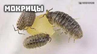 Мокрицы в дикой природе, в ванной, в доме, в саду и огороде // Clever Cricket