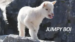 Goats Jumping in House #funny #adorable #compliation