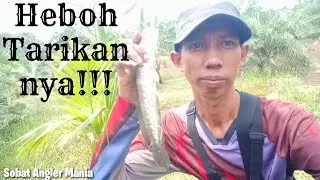 CASTING GABUS DI BELAKANG RUMAH !! TARIKANNYA MAU NGAJAK BERANTEM!!!