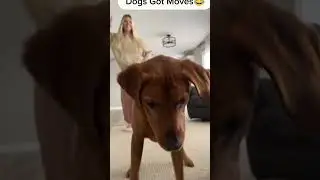 Dogs Can Dance? #funny #animals #animalsfunny #dancingdogs #dancinganimals #viralshorts