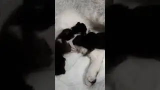 котёнок чак норис#шелли #shorts