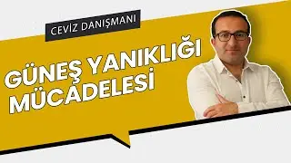 GÜNEŞ YANIKLIĞI NEDİR? MÜCADELESİ NASIL YAPILIR? | PROFESYONEL CEVİZ YETİŞTİRİCİLİĞİ