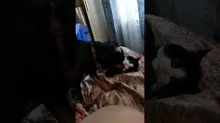 Руна и Беляш / ягдтерьер и кот 