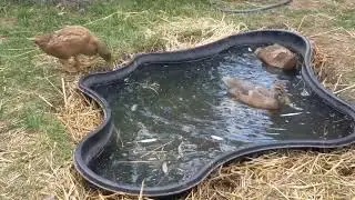Our drake impressed our ducks and 38-day-old ducklings by the pool