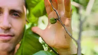 How to grow your Cherimoya - first fruit from seed!!  ￼in FLORIDA Sep 2, 2024 ￼