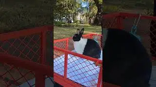 Florida Bunny Rabbit Says 'Let The Good Times Roll!!" #shorts #pets #bunny