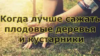 Когда лучше сажать плодовые деревья и кустарники