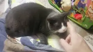 И снова эти наглые коты!