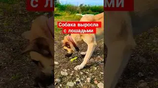 Всеядная собака: ест яблоки, огурцы, корки от арбуза🍉 шкурки от яблок и морковь 🥕 Выросла с лошадьми