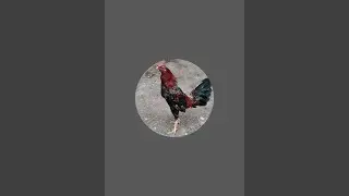 El Renacer del Gallo GR está en vivo