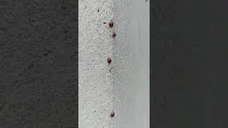 Божьи коровки под Брестом