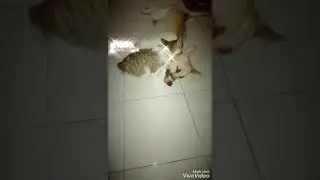 Dog and cat tiktok