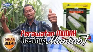 BISI Sahabat Petani: Jagung Pulut VICTORIA, Perawatan Mudah Hasilnya Mantab !