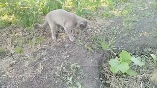 напала ЯЩЕРИЦА