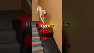 Owner Cured Dog Arthritis 😣