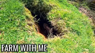 Let's Rescue this Lamb that Fell In A Hole!