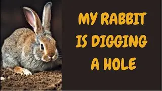 My Rabbit Is Digging A Hole