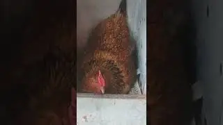 mi granja