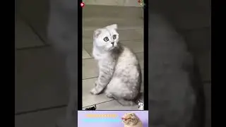 приколы с животными , смешные моменты , коты и собаки  , смех до слез #cat #dogs #animals