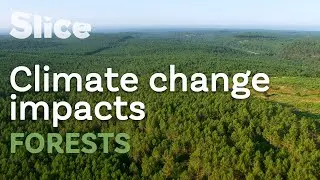Landes Forest facing extreme climatic phenomenons | SLICE