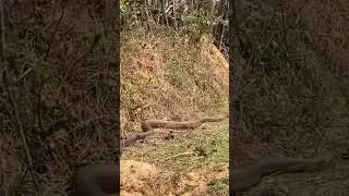 big snake in jungle 😱 