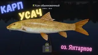 Русская рыбалка 4 озеро Янтарное КАРП УСАЧ  russian fishing 4 (РР4) lake Amber CARP FARM