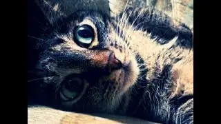 Cat Eats Bubblegum