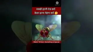 आखिर मक्खी हमारे हमले से बच कैसे जाती है 🤔 | Amazing Facts | Motivational video | True Words 