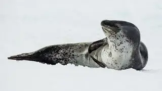 The Leopard Seal | A Brief Overview 🦭