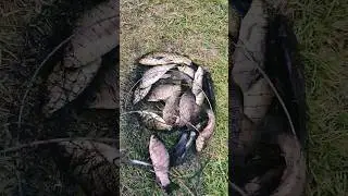 Наловили карася.Хорошая рыбалка #fishing #рыбалка #shorts #fish
