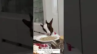 Козочка Мими Оксаны 