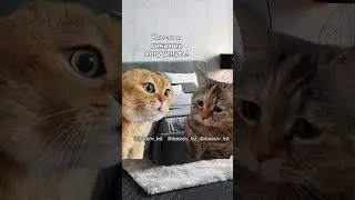 Милый, ты спишь? Я никак не могу уснуть. Зло не спит #тренд #приколы #коты #мемыскотами#веселыекоты