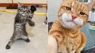 Cute Cat Videos | Funny Cat Videos | Animal Videos | Cute cats | Best videos of 2023 | #cute #funny