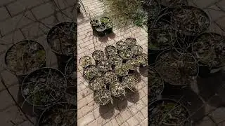 Гортензия метельчатая Полар Бир