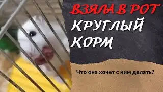 ВЗЯЛА В РОТ корм. Что едят хомяки