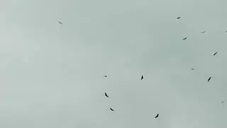 Flying Birds 4K Video - Free HD Stock Footage - No Copyright - Bird Animals Sky
