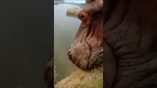 Sliding into the DMs like this hippo slides into the water: clumsily.⁣