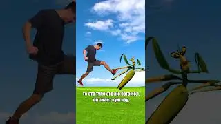HOW TO SURVIVE A Praying Mantis ATTACK