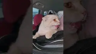 Кот тяжело переносит дорогу в автомобиле... #shorts