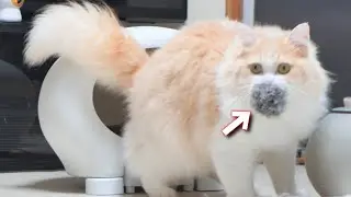 猫を狂わす毛玉ボール！