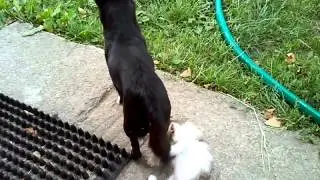 кот и собака часть 2