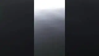 Квок касатка