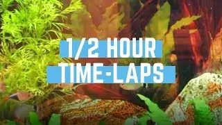 29 Gallon Community Planted Aquarium Timelapse! - 097