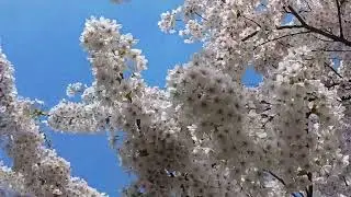 Blomster i Bygholm Park