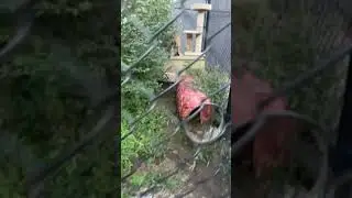 Meemie shows what a successful hunter she is!