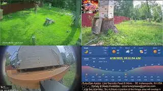 23/6/17 Suburban Back Yard Bee Hive Security Feed & More- Indianapolis, IN