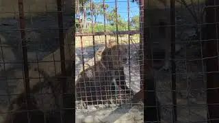 Медведь в зоопарке в Геленджике