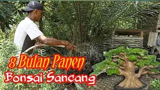 Sangaat Menjanjikan Bonsai Sancang