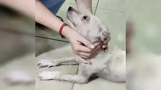 Dog Dumped On The Street Is So Fluffy And Happy Now | The Dodo